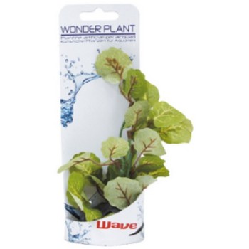 Croci Wave Wonder διακοσμητικά φυτά series a 12-13cm Croci Wave Wonder διακοσμητικά φυτά series a 12-13cm