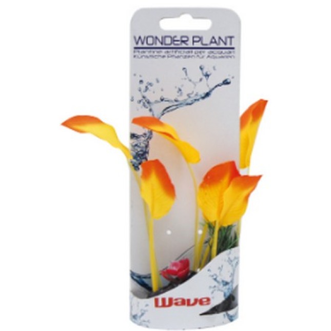 Croci Wave Wonder διακοσμητικά φυτά series a 12-13cm
