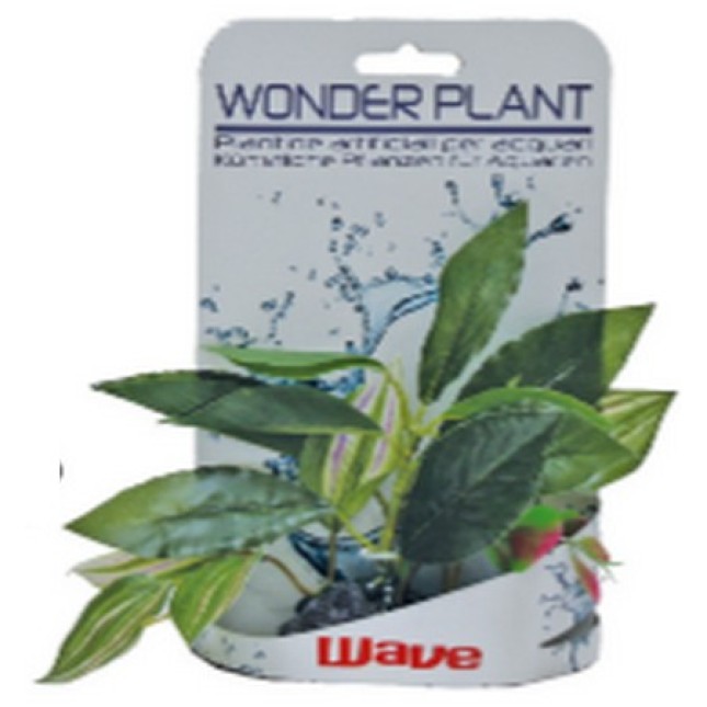 Croci Wave Wonder διακοσμητικά φυτά series b 15-18cm