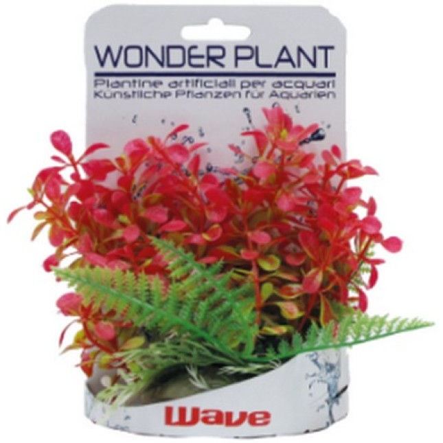 Croci Wave Wonder διακοσμητικά φυτά series c 15-18cm