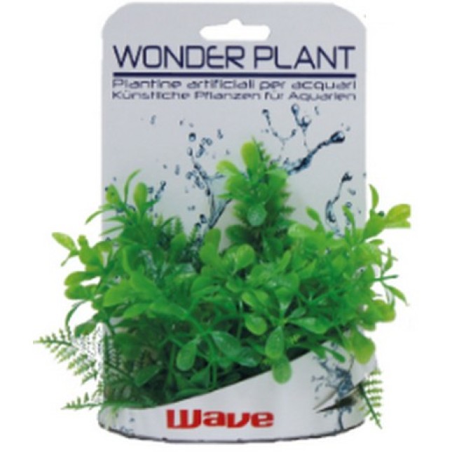 Croci Wave Wonder διακοσμητικά φυτά series c 15-18cm