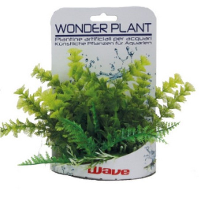 Croci Wave Wonder διακοσμητικά φυτά series c 15-18cm