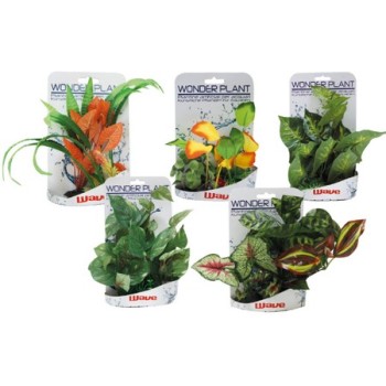 Croci Wave Wonder διακοσμητικά φυτά series e 15-25cm Croci Wave Wonder διακοσμητικά φυτά series e 15-25cm