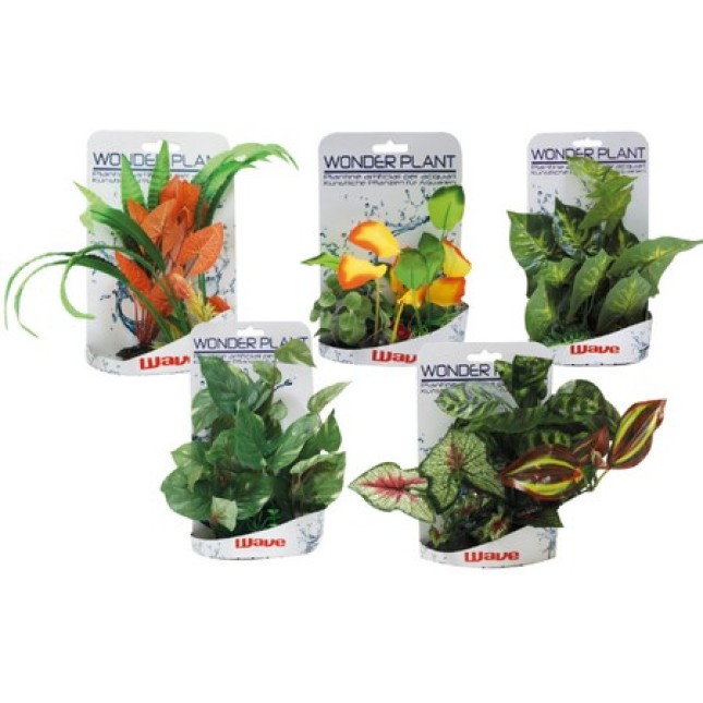 Croci Wave Wonder διακοσμητικά φυτά series e 15-25cm Croci Wave Wonder διακοσμητικά φυτά series e 15-25cm