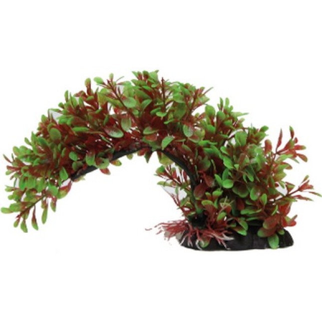 Croci Wave Wonder διακοσμητικά φυτά 15-20cm