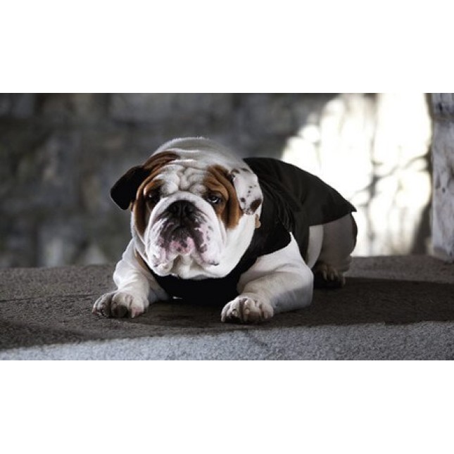 Croci μαύρο μπουφάν bulldog 36cm Croci μαύρο μπουφάν bulldog 36cm