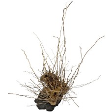 Croci Amtra African voodoo διακοσμητικό ξύλο l 40-50 cm Croci Amtra African voodoo διακοσμητικό ξύλο l 40-50 cm