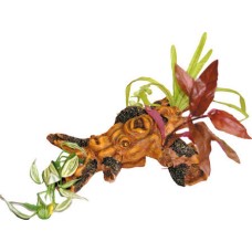 Croci Wave Beauty orn.plants διακοσμητικό ενυδρείου 2 lg Croci Wave Beauty orn.plants διακοσμητικό ενυδρείου 2 lg