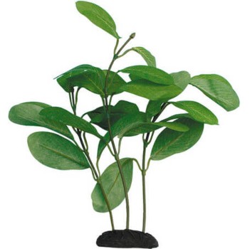 Croci Wave Beauty plants διακοσμητικό φυτό ενυδρείου Croci Wave Beauty plants διακοσμητικό φυτό ενυδρείου