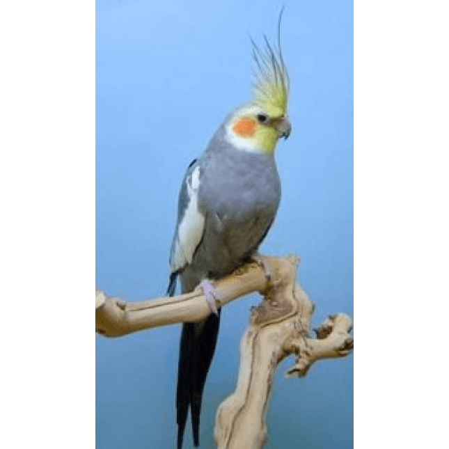 Κοκατίλ γκρι (Nymphicus hollandicus) Κοκατίλ γκρι (Nymphicus hollandicus)