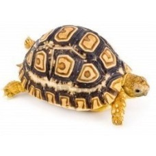 Χελώνα Leopard Tortoise