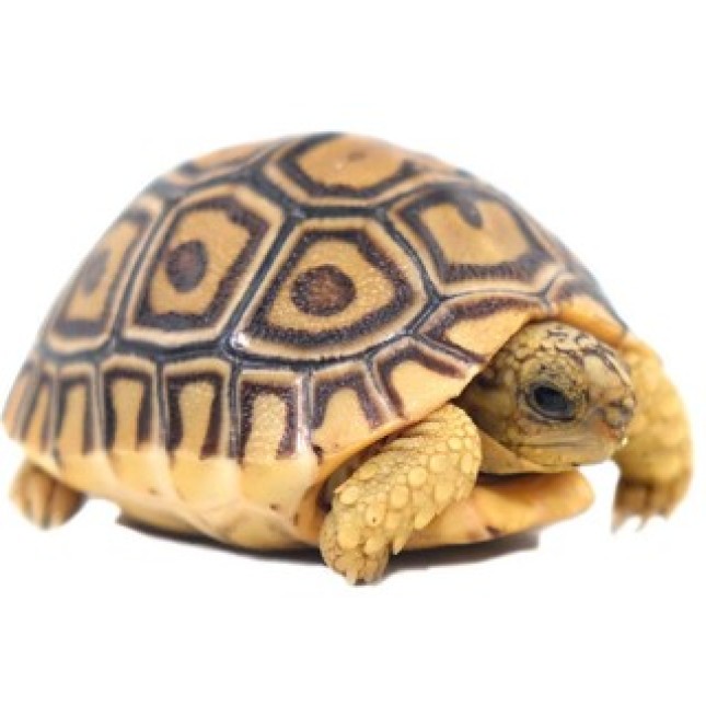 Χελώνα Leopard Tortoise