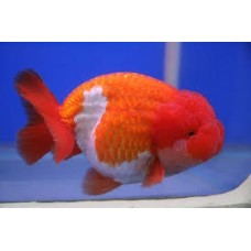 Red and white oranda (fantail) carassi