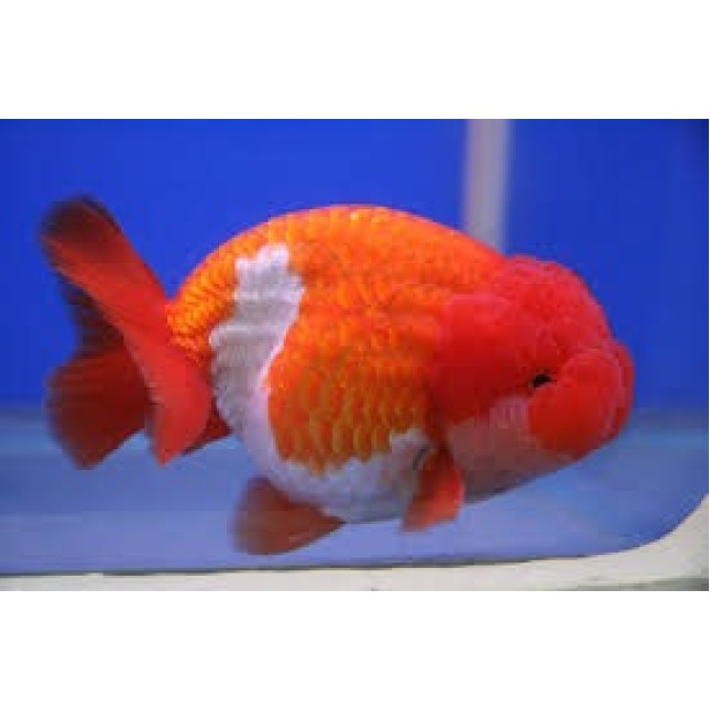 Red and white oranda (fantail) carassi