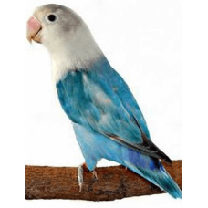 Παπαγαλάκια Love birds μπλε (agapornis fischeri)