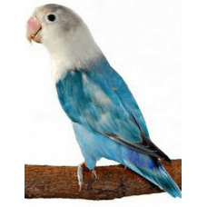 Παπαγαλάκια Love birds μπλε (agapornis fischeri) Παπαγαλάκια Love birds μπλε (agapornis fischeri)