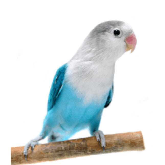 Παπαγαλάκια Love birds μπλε (agapornis fischeri)