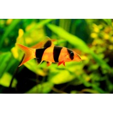 Clown loach chromobotia macracanthus