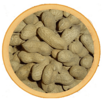 Φυστίκι σκέτο για μεγάλους παπαγάλους 1kg