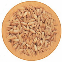 Puik βρώμη για ωδικά 1kg