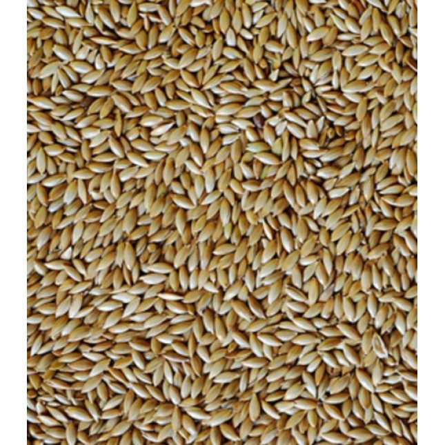 Manitoba Μεμονωμένοι Σπόροι Κεχρί Καναδά 20Kg Manitoba Μεμονωμένοι Σπόροι Κεχρί Καναδά 20Kg