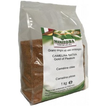 Manitoba Μεμονωμένοι σπόροι Camelina Sativa -Gold Of Pleasure 1Kg Manitoba Μεμονωμένοι σπόροι Camelina Sativa -Gold Of Pleasure 1Kg