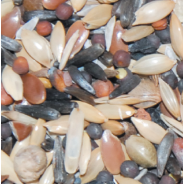 King κελαϊδίνη καρδερίνας golden spinus 1kg χύμα King κελαϊδίνη καρδερίνας golden spinus 1kg χύμα