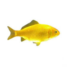 Χρυσόψαρο κίτρινο 6-8cm