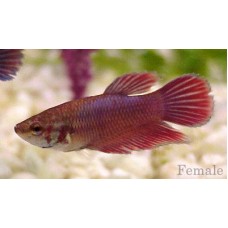 Female fighting fish