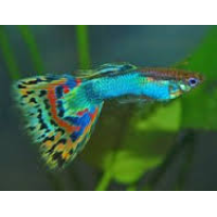 guppy mix