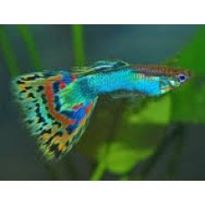 guppy mix