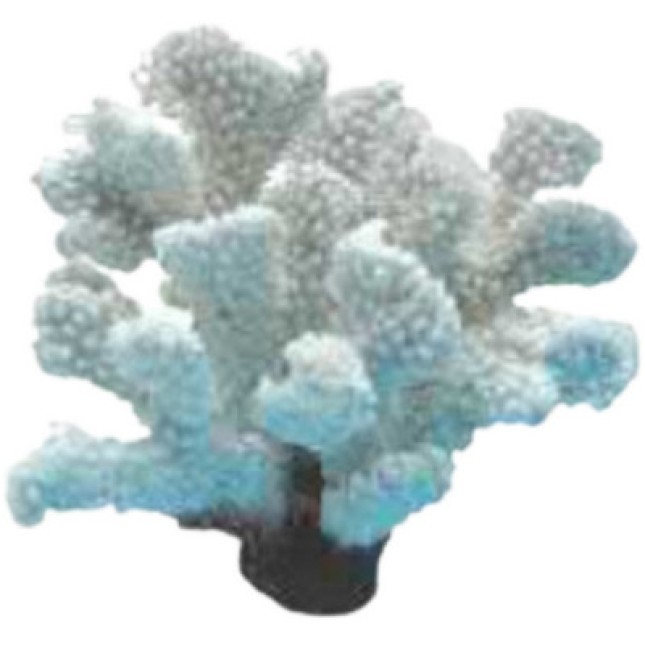 Διακοσμητικό κοράλι λευκό 13x12x12cm