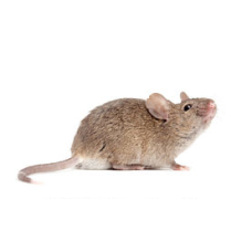 Κατεψυγμένο ποντίκι μεγάλο  150-200gr