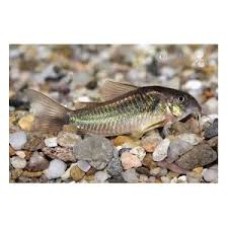blue corydoras - m