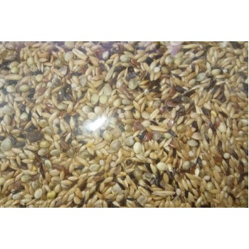 Voskes talianis canarymixture special for breeders