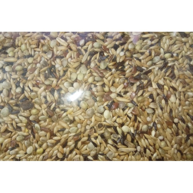 Voskes talianis canarymixture special for breeders