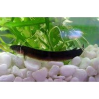 Black kuli loach xl