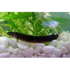 Black kuli loach xl