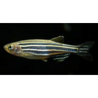 Zebra Danio μακρύφτερο