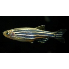 Zebra Danio μακρύφτερο Zebra Danio μακρύφτερο