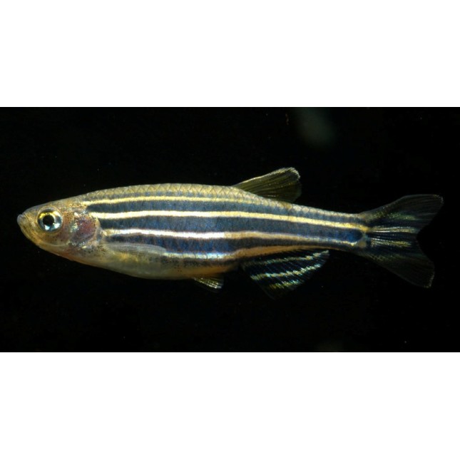 Zebra Danio μακρύφτερο Zebra Danio μακρύφτερο