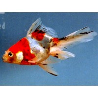 Faintail mix 5-7εκ