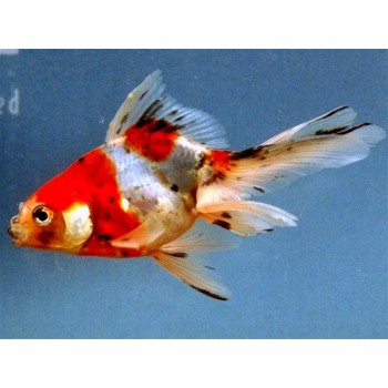 Faintail mix 5-7εκ