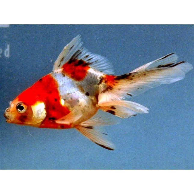Faintail mix 5-7εκ