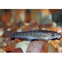 Γλύφτες amonieri 5-6cm