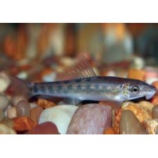 Γλύφτες amonieri 5-6cm