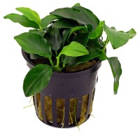 Anubias barteri
