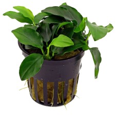 Anubias barteri