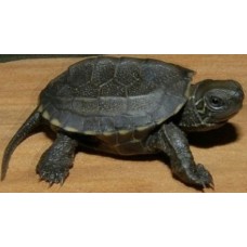 Chinese pond turtle 3-4cm