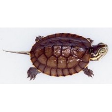 Mississipi Map turtle 4-5cm